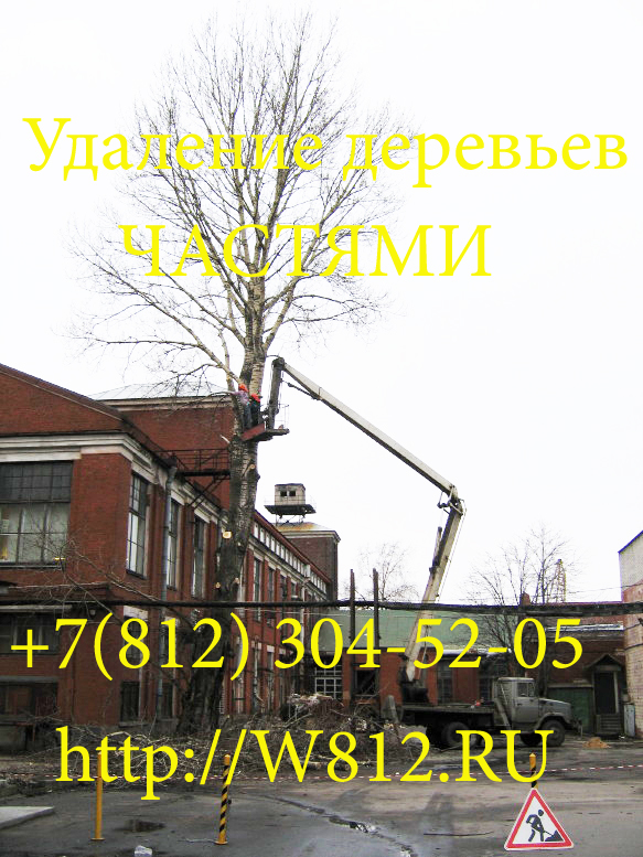 удаление деревьев цена, производим валку дерева частями. На фото первый этап удаления дерева. Санкт - Петербург 2002