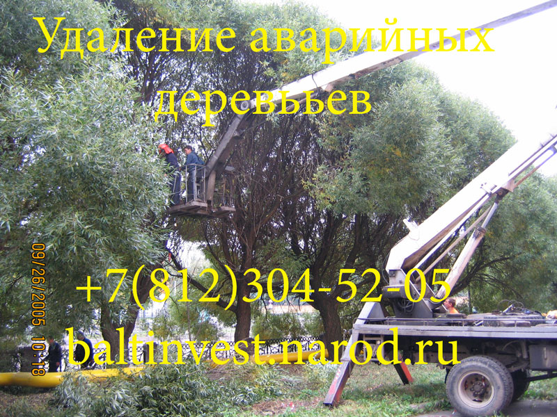  Удаление аварийных деревьев в Ленинградской области и Санкт-Петербурге