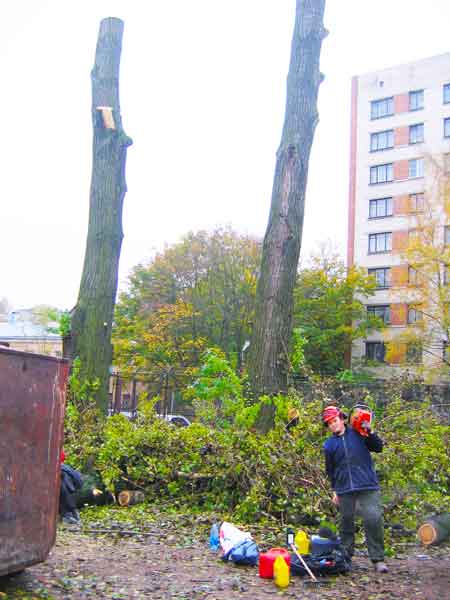  Валка, обрезка вершины деревьев спиливание частями, срубка дерева. Валка дерева в Санкт-Петербург+ЛО 