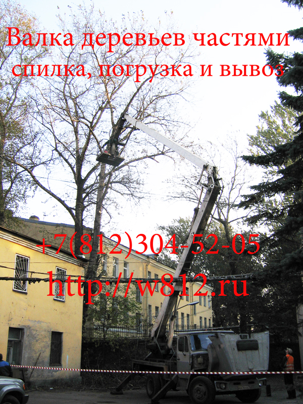  Начинаем спилку и обрезку дерева в Санкт-Петербурге