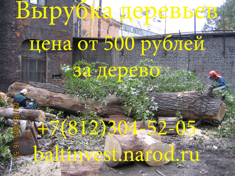 Вырубка деревьев цена от 500 рублей за дерево в Санкт-Петербурге
